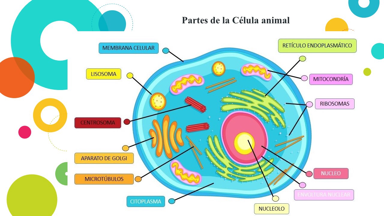 La Clula Animal Y Sus Partes
