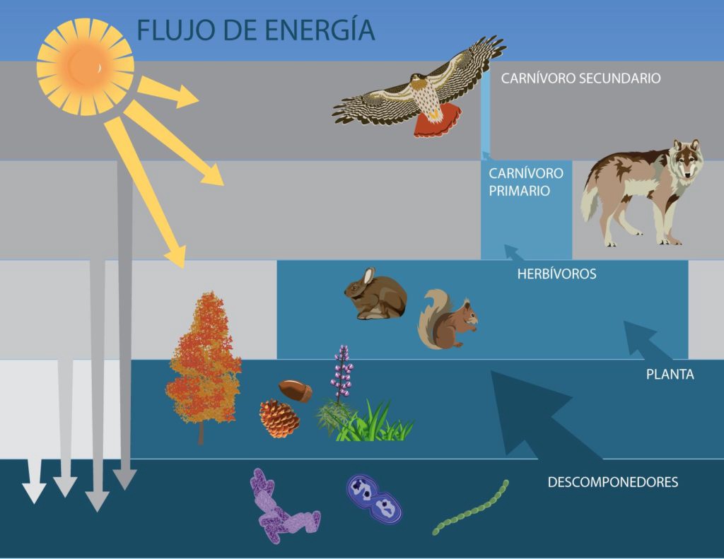 TOMi.digital - FLUJO DE ENERGIA EN LOS ECOSISTEMAS