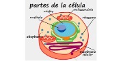Celula animal y vegetal, divino niño grado 5