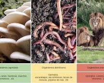 Organismos Heterotroficos