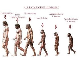 Evolución humana