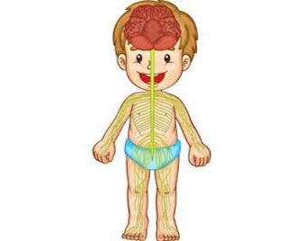 EXAMEN PRIMER TRIMESTRE CIENCIAS NATURALES 