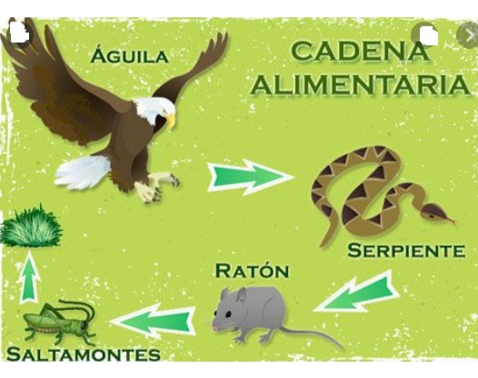 EVALUACIÓN FINAL DE CIENCIAS NATURALES