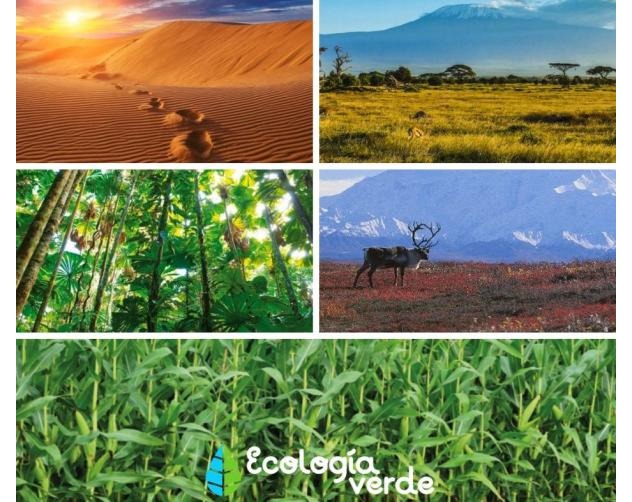 Tipos de  Ecosistemas