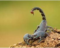 jueves 21: Conociendo al escorpión