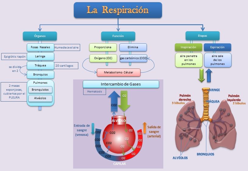 TOMi.digital - Semana 1. Respiración Humana