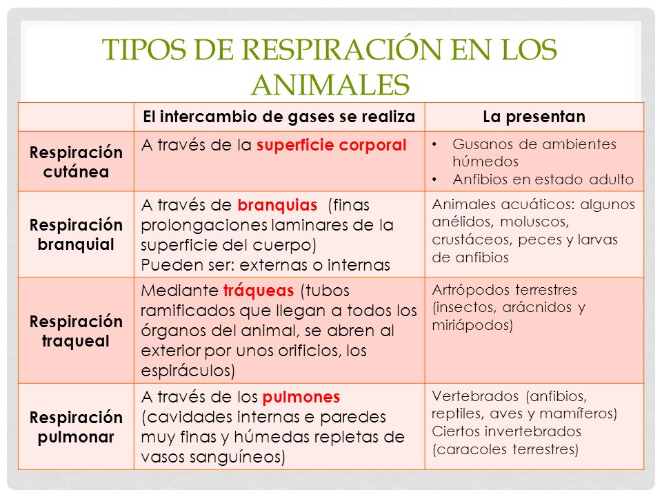 TOMi.digital - Respiración en los seres vivos