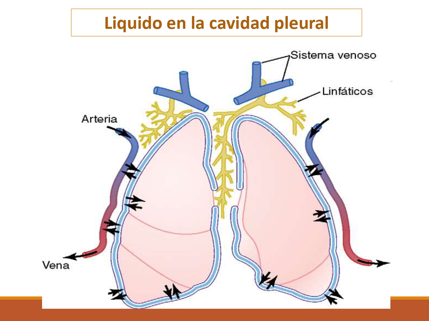 TOMi.digital - Circulación Pulmonar, Fisiología, Liceo Canadiense R.