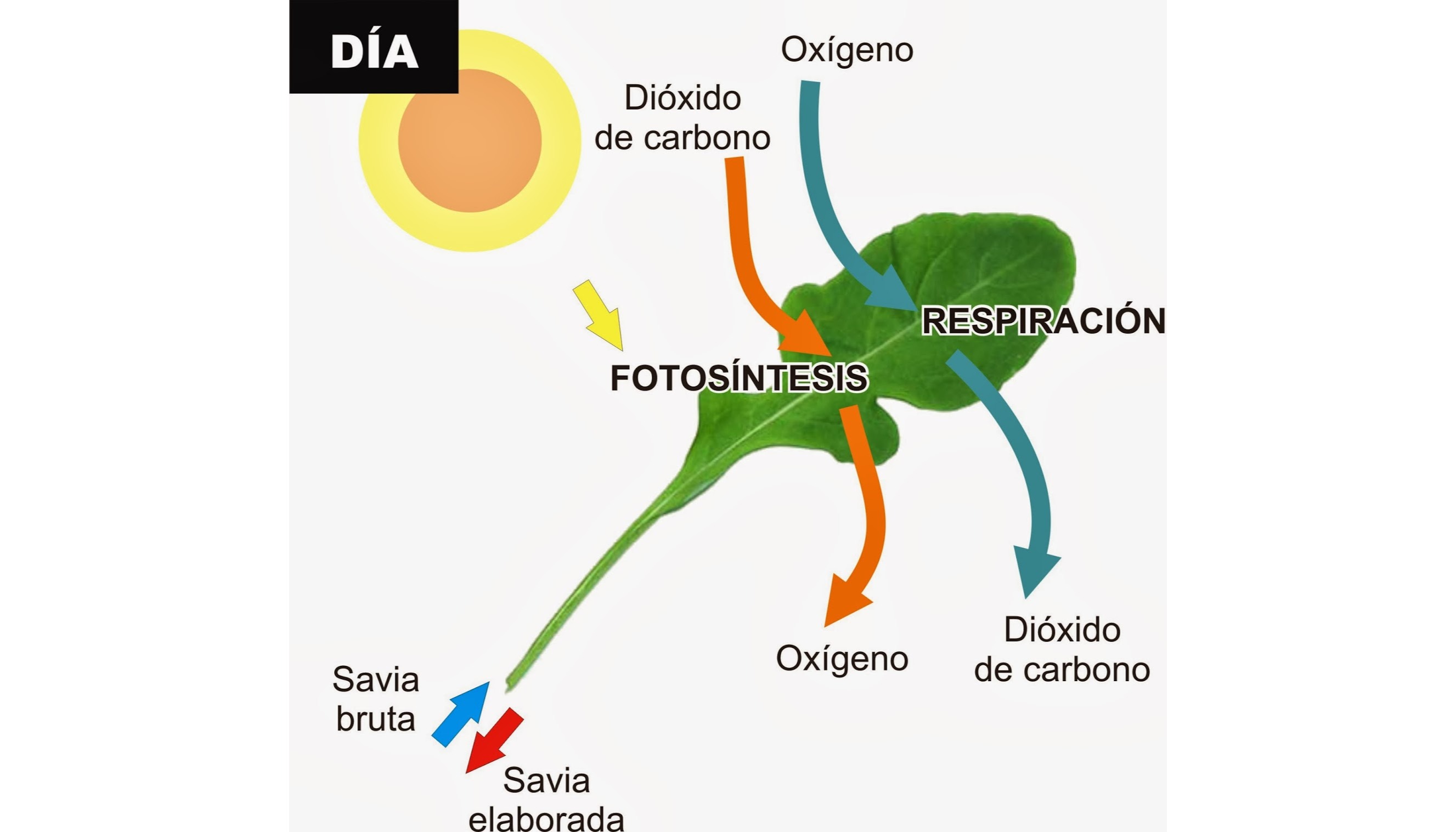TOMi.digital - LA RESPIRACION EN LOS SERES VIVOS 6°
