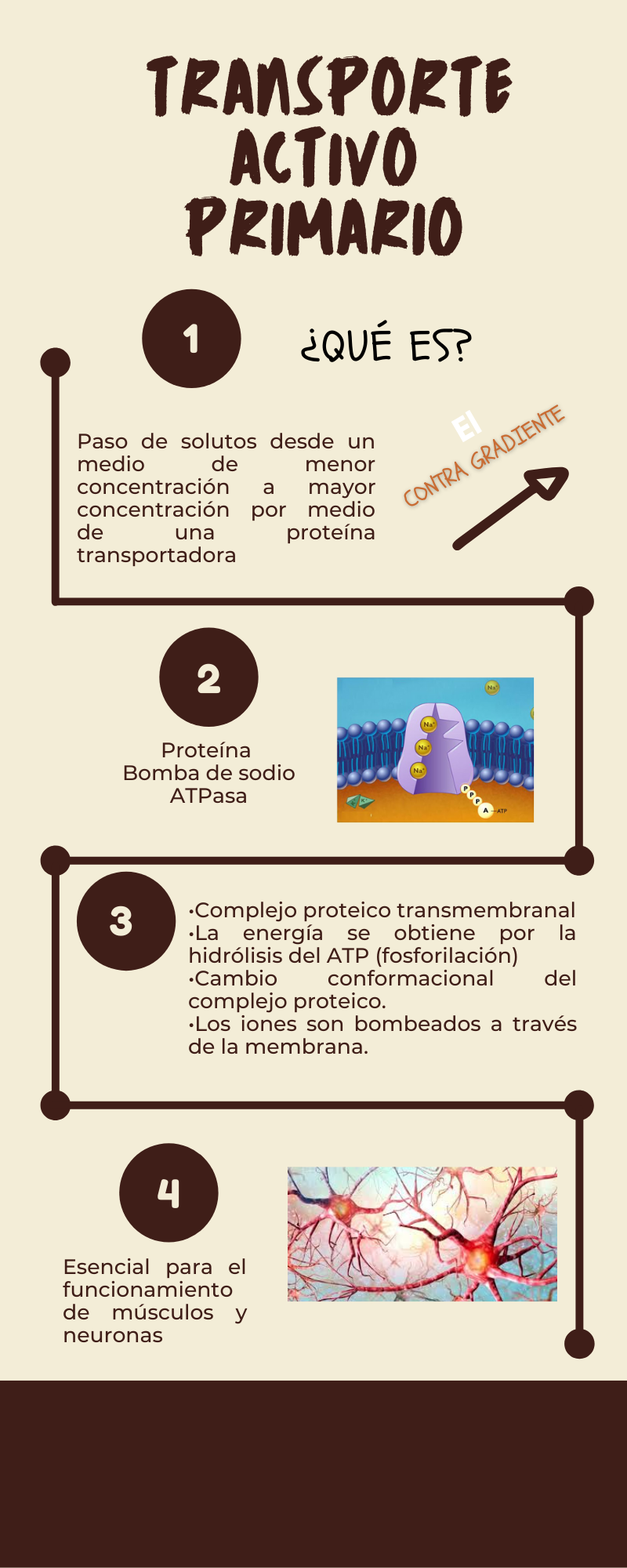 TOMi.digital - Transporte activo, image size:800x2000