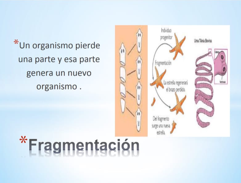 TOMi.digital Reproducción