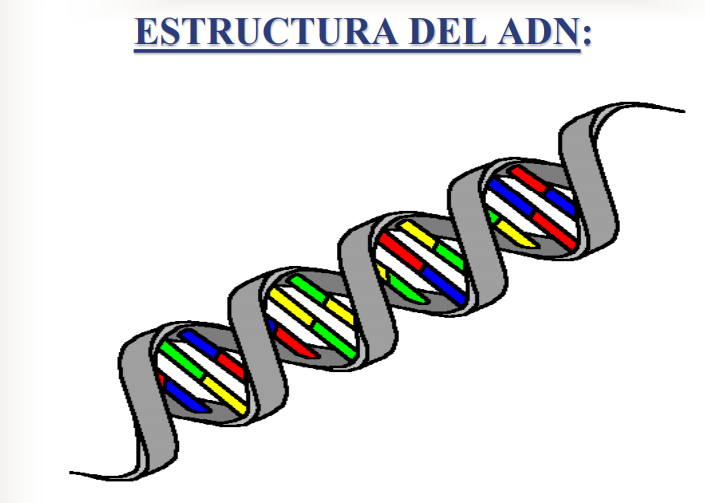 TOMi.digital - BASES BIOQUIMICAS DE LA HERENCIA (C3-9°-240221)