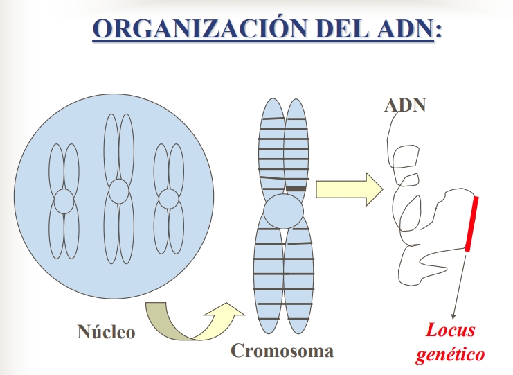 TOMi.digital - BASES BIOQUIMICAS DE LA HERENCIA (C3-9°-240221)