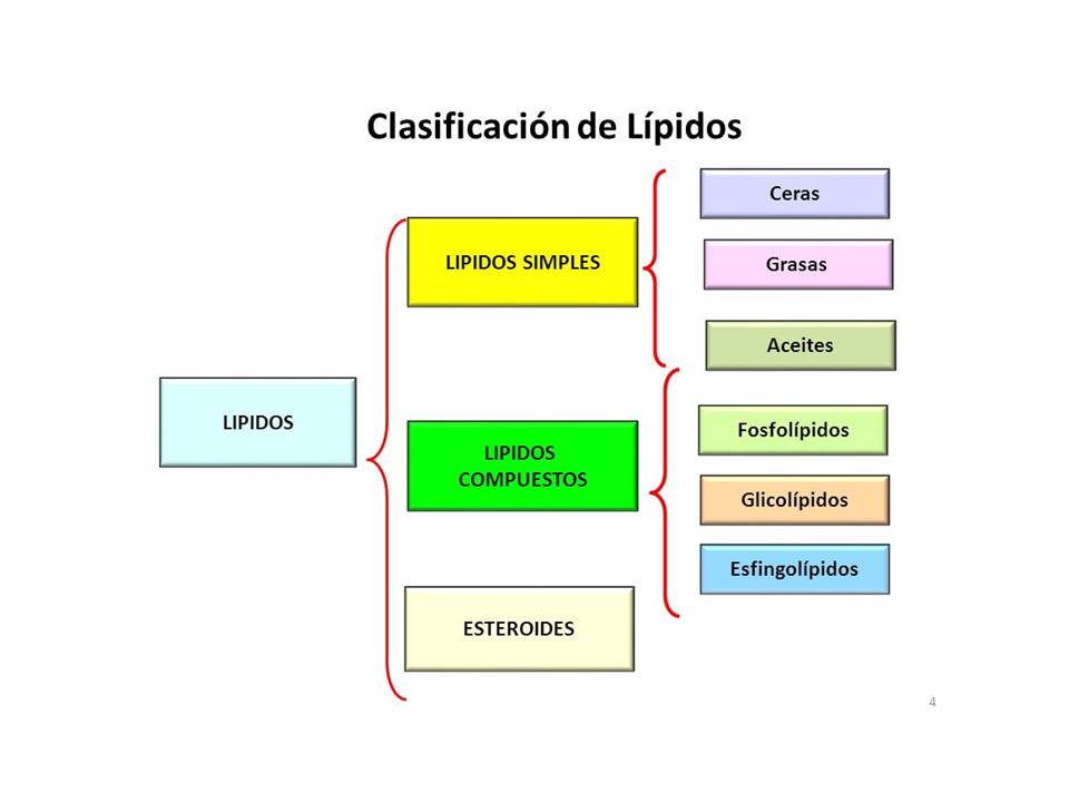 TOMi.digital - CARBOHIDRATOS - LIPIDOS - PROTEÍNAS