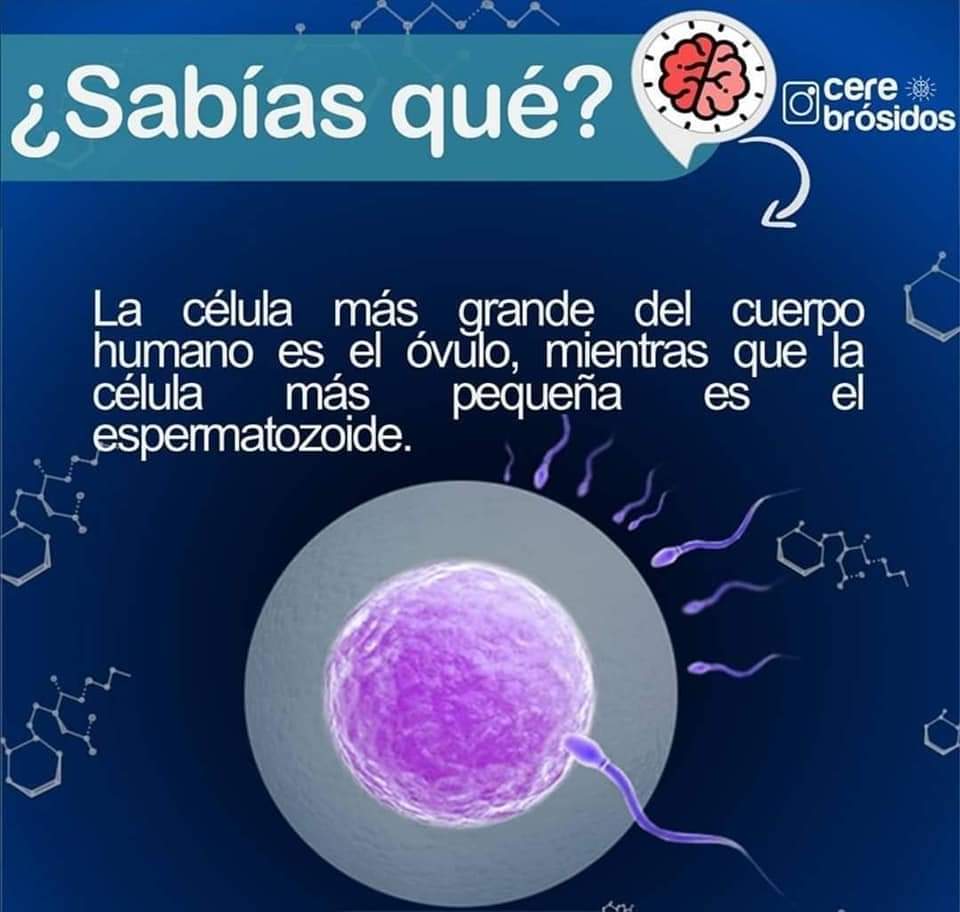 Concime Bio-Slow Per Bonsai - 4 Kg, Fertilizzante Biologico A Lenta Cessione - Foto 4